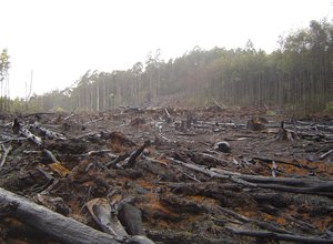 Deforestaton.jpg