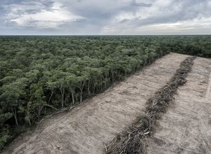 Deforestation Bolivia