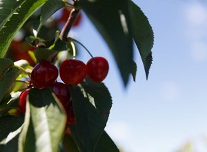 Cherry picking