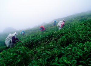 Tea plantation workers Sri Lanka