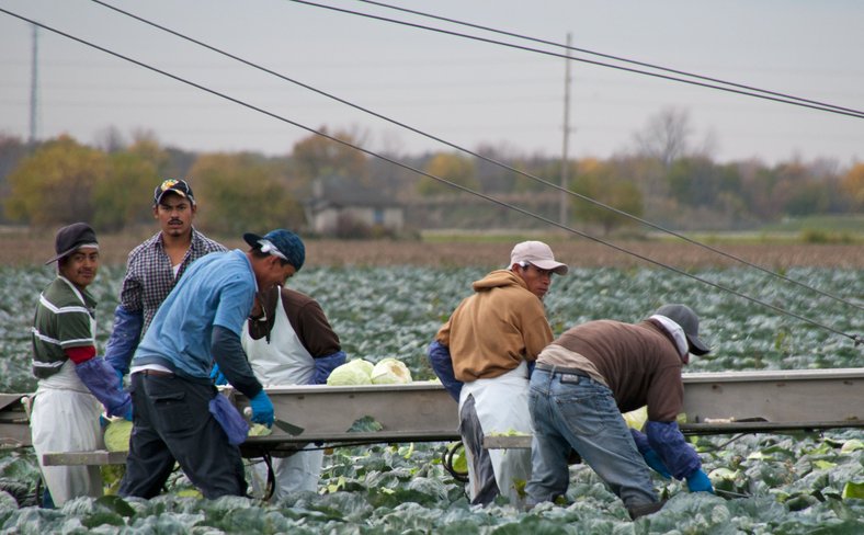 Migrant farm workers picking cabbages in Ohio, USA
