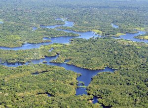 Brazillian Amazon rainforest.jpg
