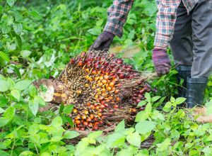 Palm oil