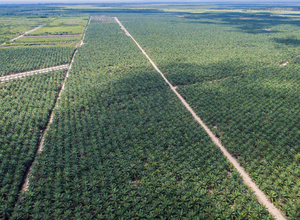 Palm oil