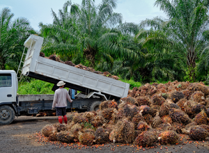 Palm Oil