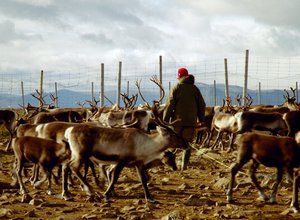 Reindeer_herding.jpg