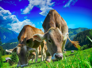 Cows