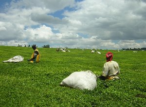 Teapickers kericho