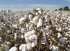 Cotton field