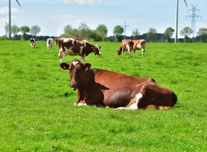 cow-806983_1280