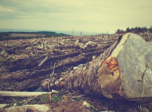 deforestation-g211dc8cb0_1920.jpg