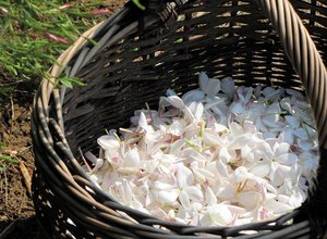 Jasmine blossoms