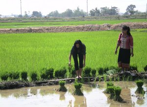 Rice paddy Laos