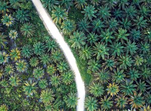 Palm oil plantation Indonesia